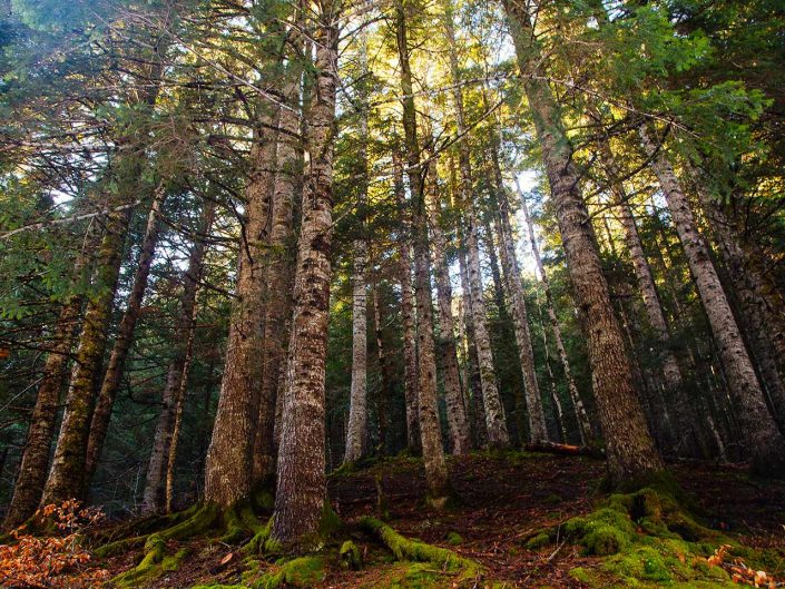 bosque de hayas hayedo